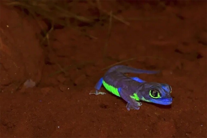 Намибийский геккон: Светится в ультрафиолете и использует перепонки для «плавания» в песках!