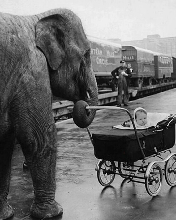 Слон по имени Кам гуляет с дочкой укротительницы, 1958 год, Лондон, Великобритания