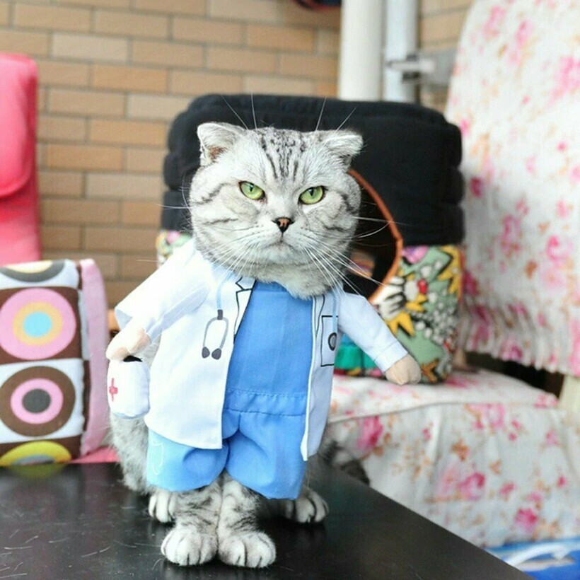 От медсестры до Кэтмена: 25 веселых котиков в тематических костюмах