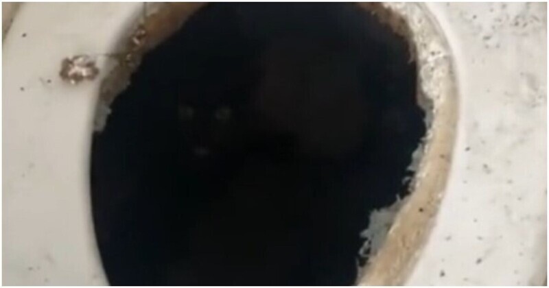 Кот нашел себе необычное убежище