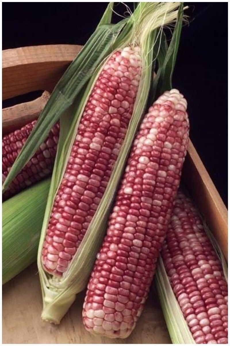 Все цвета радуги и еще немного: 25 видов кукурузы, которые вас поразят