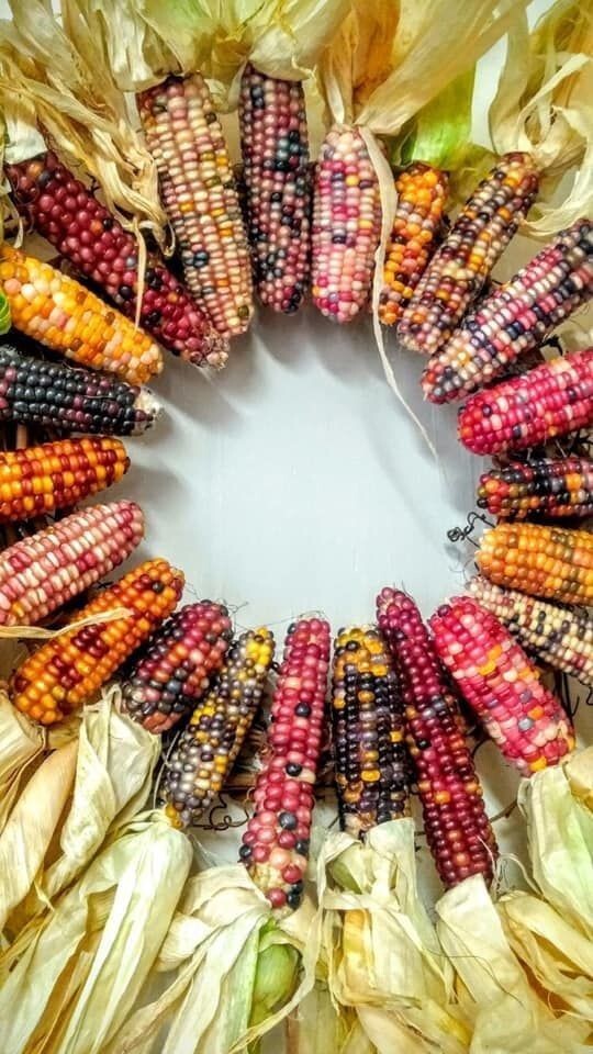 Все цвета радуги и еще немного: 25 видов кукурузы, которые вас поразят