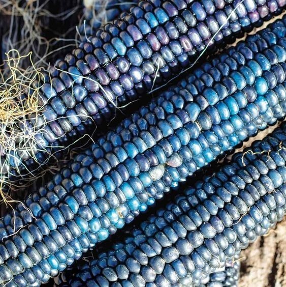 Blue Mini Indian Corn