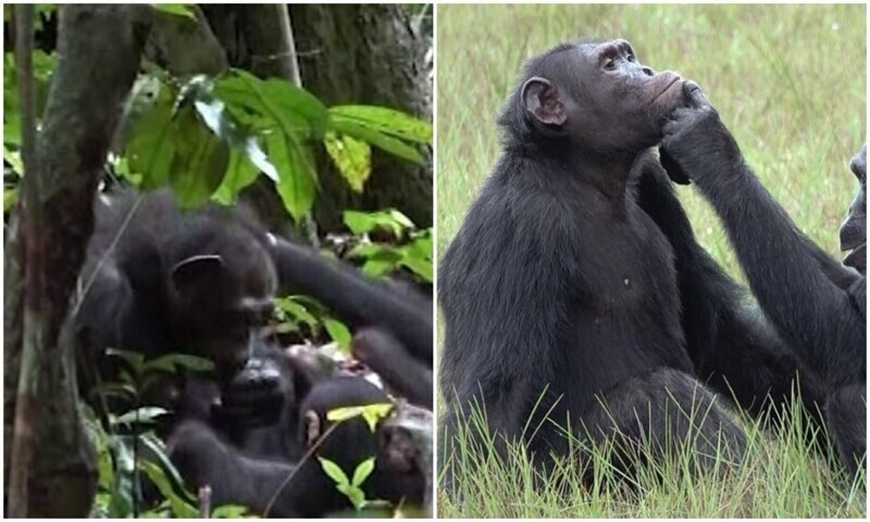 Почему шимпанзе используют насекомых для лечения ран