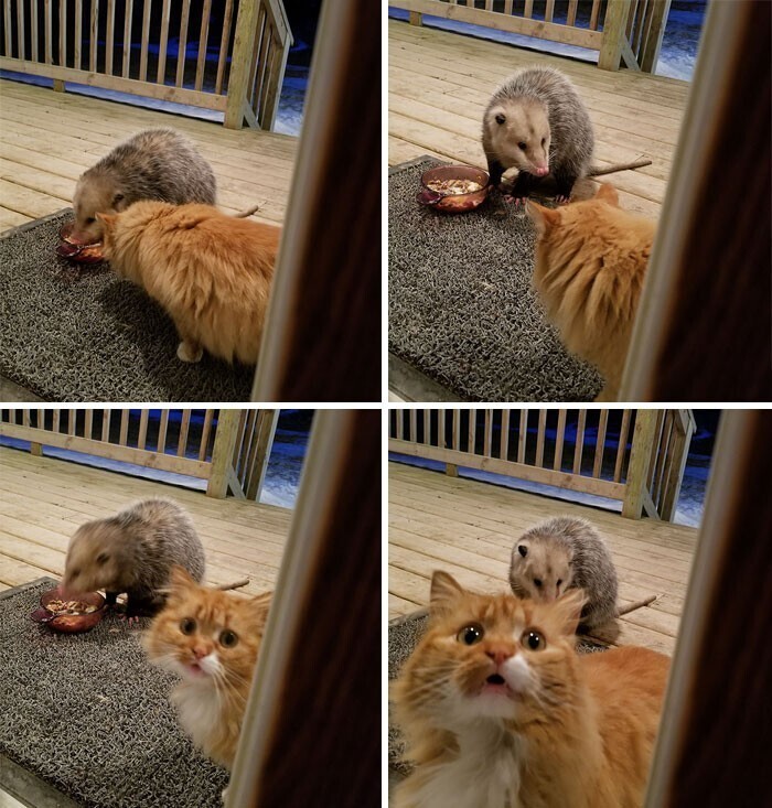Опоссум пытается своровать кошачью еду. Реакция кота: