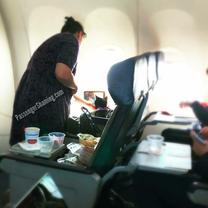 1. Ничего особенного, просто женщина кормит своего кота с рук, пока он смотрит телевизор. На борту самолета.