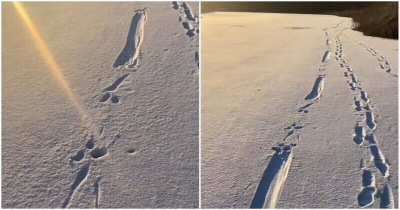 Какие следы оставляют на снегу выдры и почему они выглядят именно так