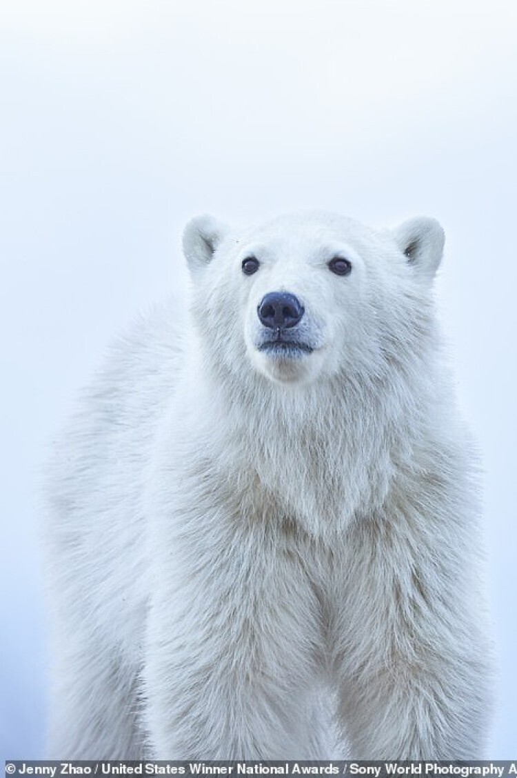 Белый медведь на канадских берегах. Фотограф Jenny Zhao