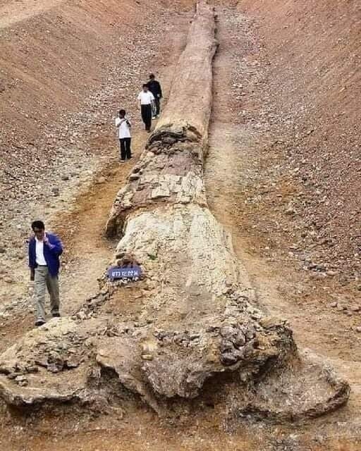 29. Ископаемые деревья высотой с современные секвойи были найдены в северном Таиланде