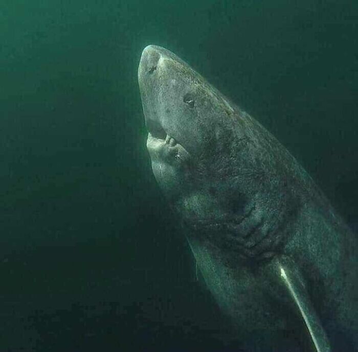 6. Это 392-летняя гренландская акула, недавно обнаруженная в Северном Ледовитом океане. Она блуждает по океану с начала 1600-х годов