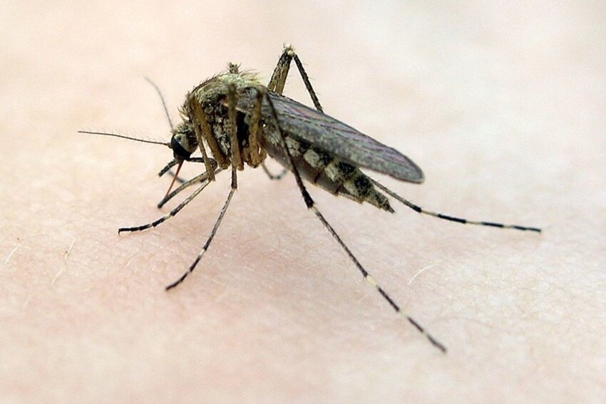 Избирательные кровососущие: как комары выбирают жертв