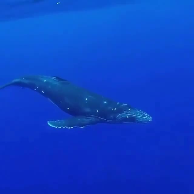 Песня кита 