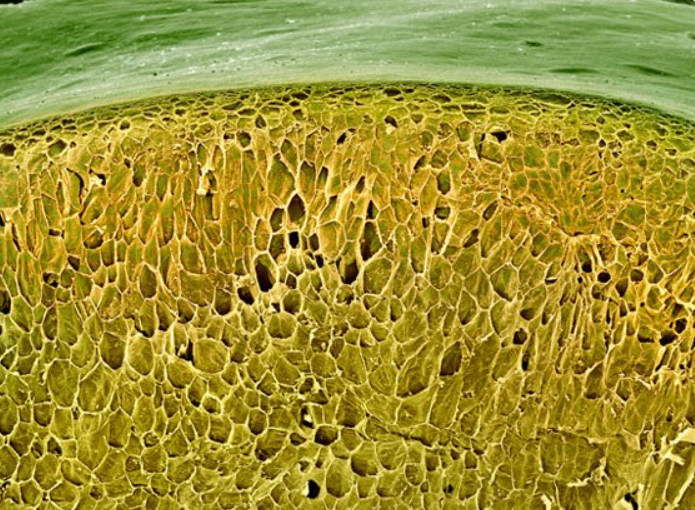 Этот удивительный макромир: невероятные фотографии обычной еды под микроскопом