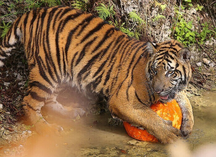 9. Для людей тигры оранжево-черные, но для копытных животных, их добычи, они кажутся зелено-черными и сливаются с окружающими их джунглями