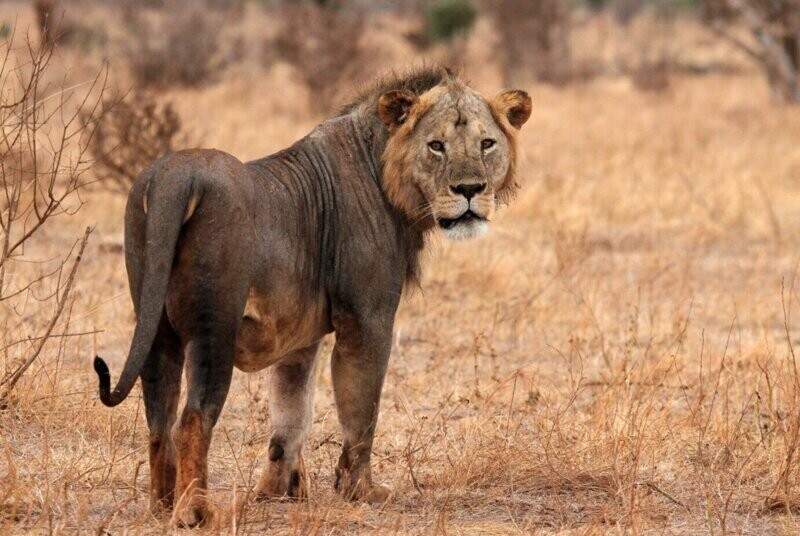 Для чего льву огромная грива, которая явно мешает во время охоты?