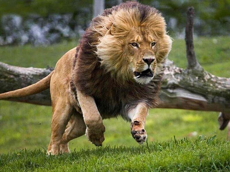 Для чего льву огромная грива, которая явно мешает во время охоты?