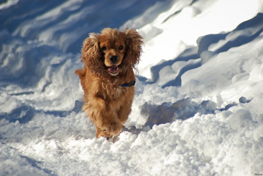 Погуляли сегодня, пес не смог нарадоваться на снегу