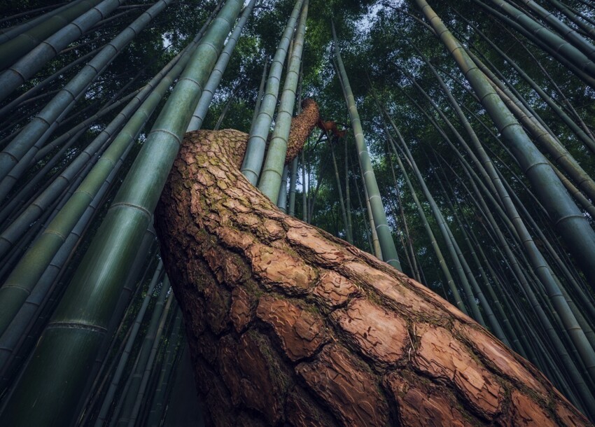 Ствол дерева среди бамбука