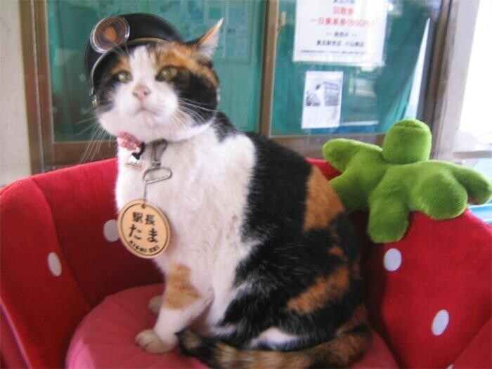 Этот кот работает на станции поездов в Японии
