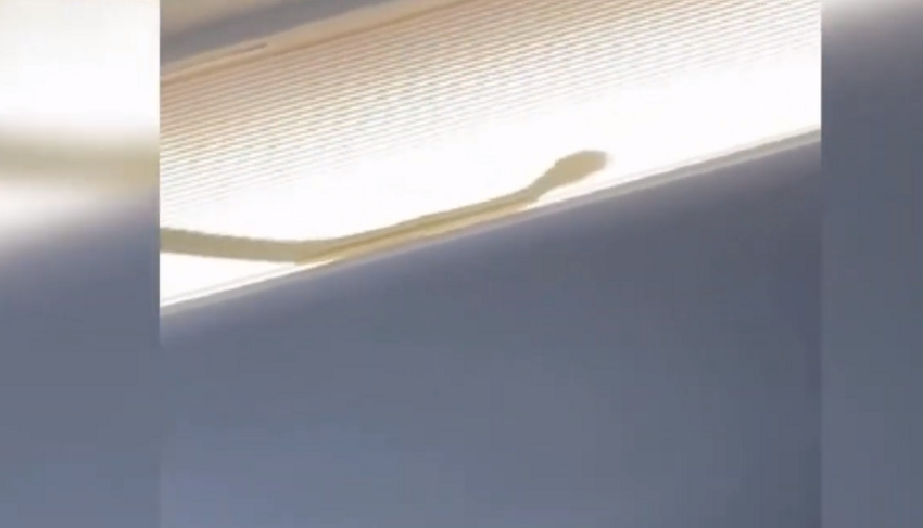 Змея проникла на борт самолёта, его пришлось сажать посреди полёта