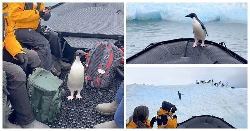 Пингвин запрыгнул в лодку, спасаясь от голодного тюленя