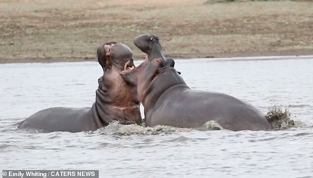 Большой кусь: Два бегемота сцепились в часовой схватке на реке в Южной Африке