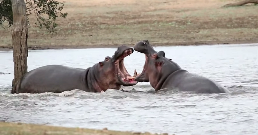 Большой кусь: Два бегемота сцепились в часовой схватке на реке в Южной Африке
