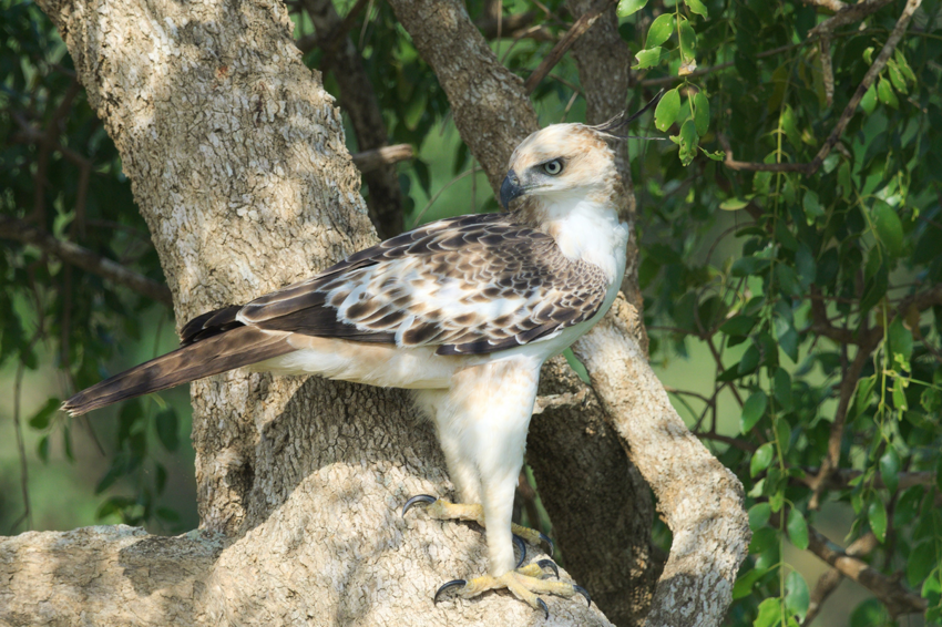 Изменчивый хохлатый орёл: Разнообразие внешнего вида на вершине пищевой цепи. Одна птица с десятками разных морф