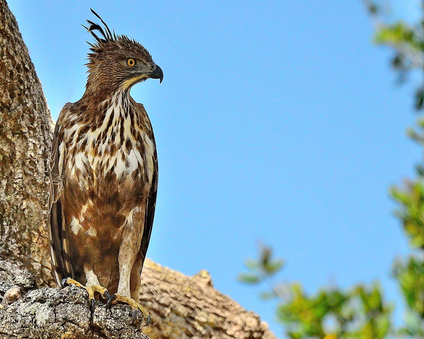 Изменчивый хохлатый орёл: Разнообразие внешнего вида на вершине пищевой цепи. Одна птица с десятками разных морф