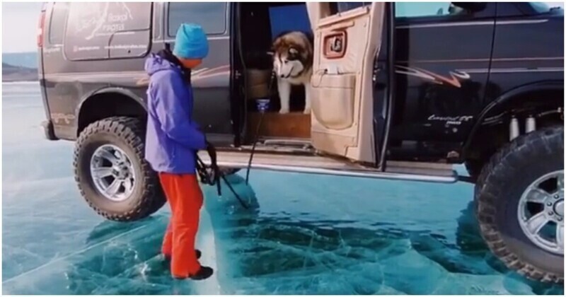 Забавный пёс боится выходить на лёд