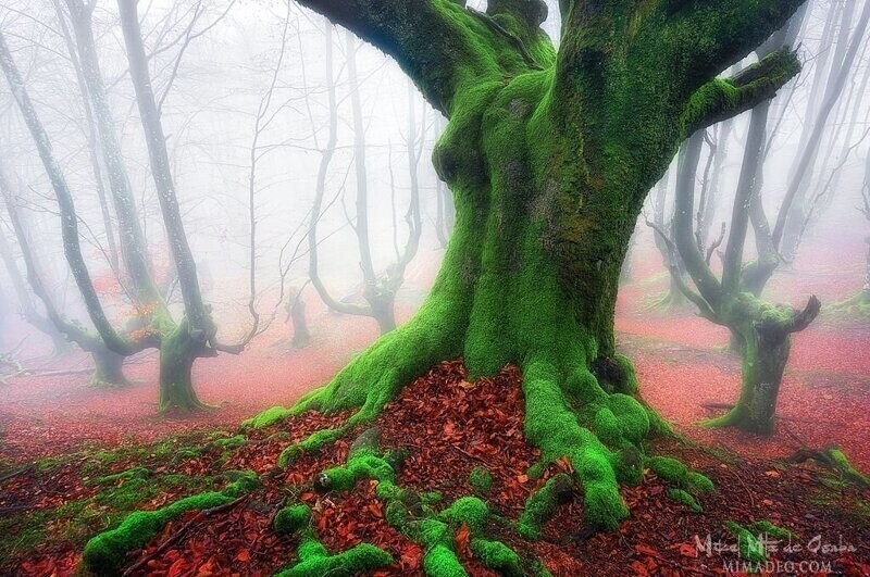 Настоящий волшебный лес
