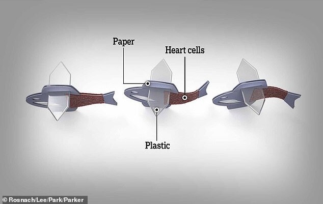 Ученые создали рыбу-робота из клеток сердца человека