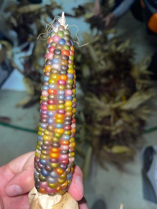 Вот так выглядит индийская кукуруза