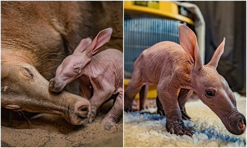 В зоопарке Англии родился зверёк с необычной внешностью