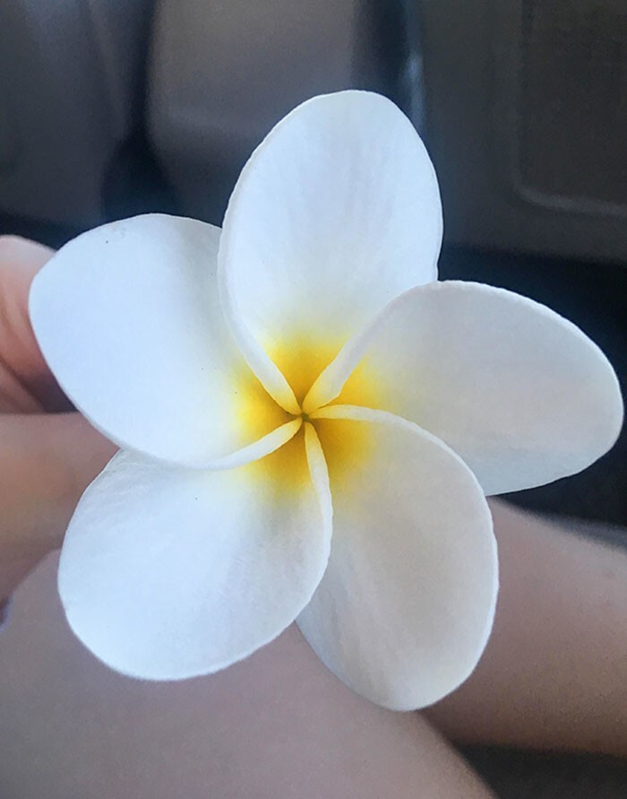 10. "Цветок, который я нашла на Гавайях несколько месяцев назад"