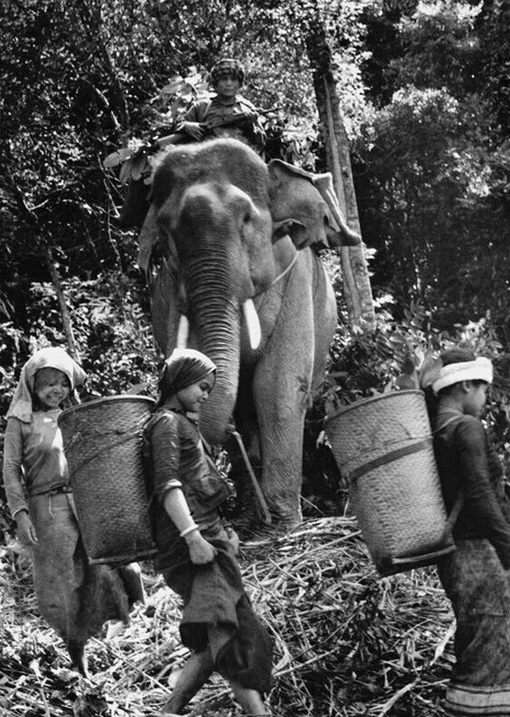 Лаосские партизаны пешком и на слонах несут припасы войскам Северного Вьетнама возле шоссе № 9 на юге Лаоса в то время как войска Южного Вьетнама пытаются перекрыть тропу. 1971 год