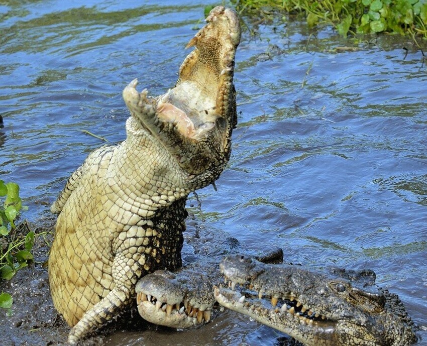 Кубинский крокодил: При средних размерах они доминируют над более крупными крокодилами благодаря агрессии и любви жить на суше