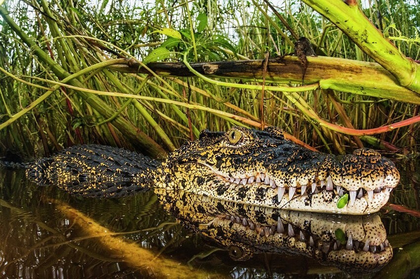 Кубинский крокодил: При средних размерах они доминируют над более крупными крокодилами благодаря агрессии и любви жить на суше