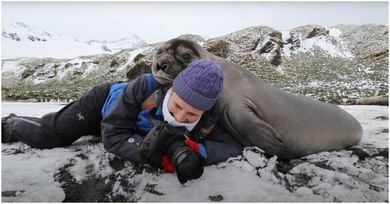 Обнимашки: любопытный тюлень улёгся рядом с фотографом