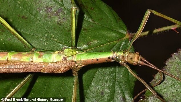 Ученые впервые нашли "двуполого" жука-палочника