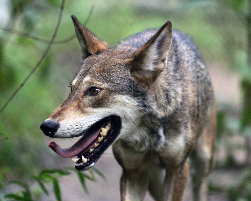 Рыжий волк: Самый редкий представитель псовых. Чем он так кардинально отличается от своего серого собрата?