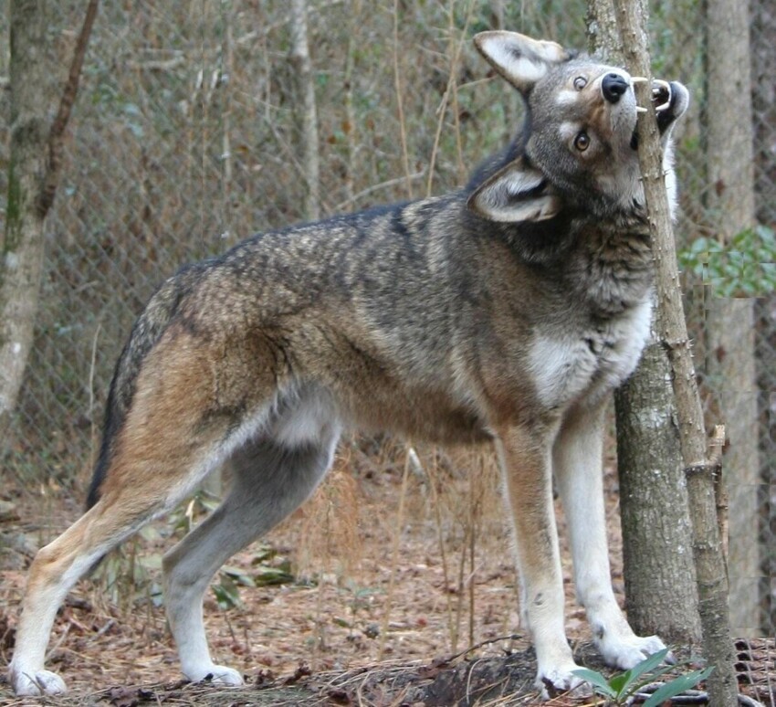 Рыжий волк: Самый редкий представитель псовых. Чем он так кардинально отличается от своего серого собрата?