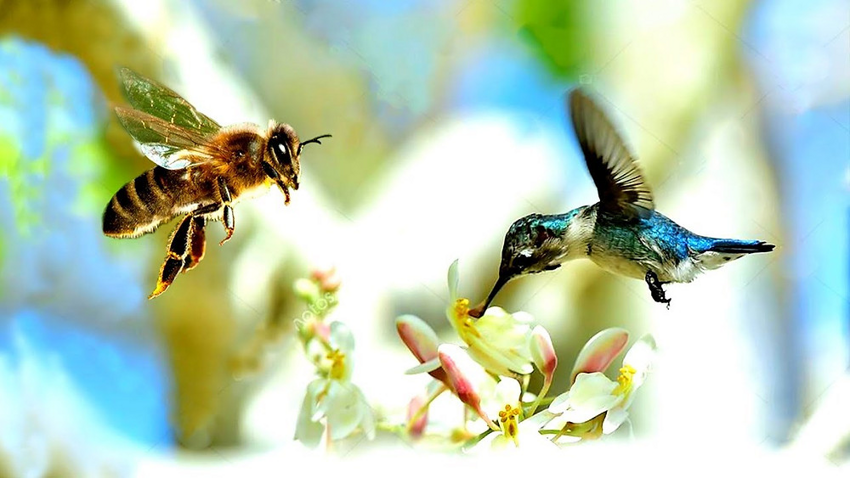 Колибри-пчёлка: Птица размером с мизинец, а её яйца — с кофейное зерно! Настолько маленький, что конкурирует за еду с насекомыми