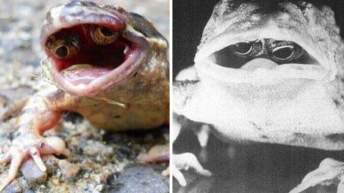 28. У лягушек бывает мутация, когда глаза растут внутри рта