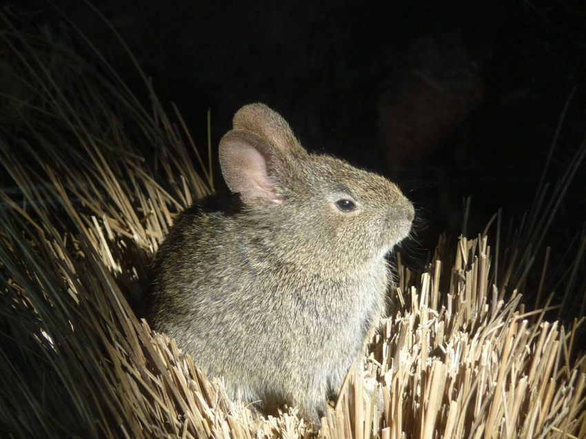 Вулканический кролик: Суровые комочки милоты выживают на высоте 3.000 метров среди вулканов