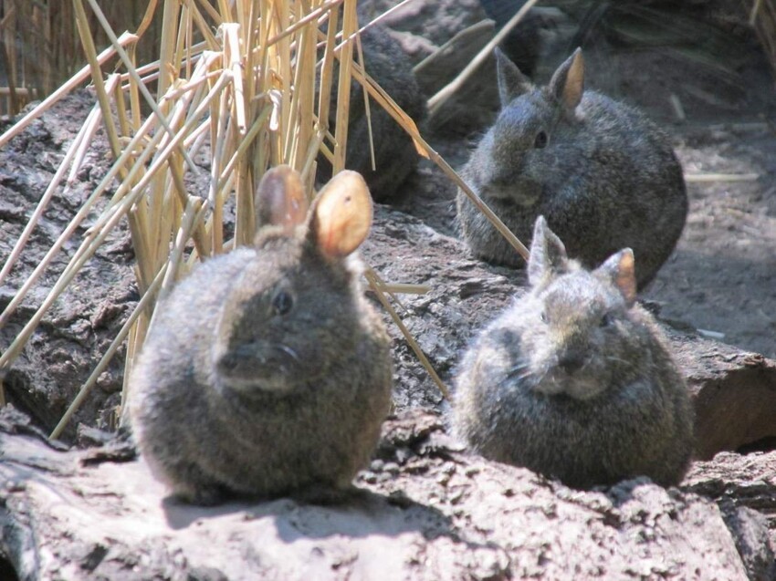 Вулканический кролик: Суровые комочки милоты выживают на высоте 3.000 метров среди вулканов