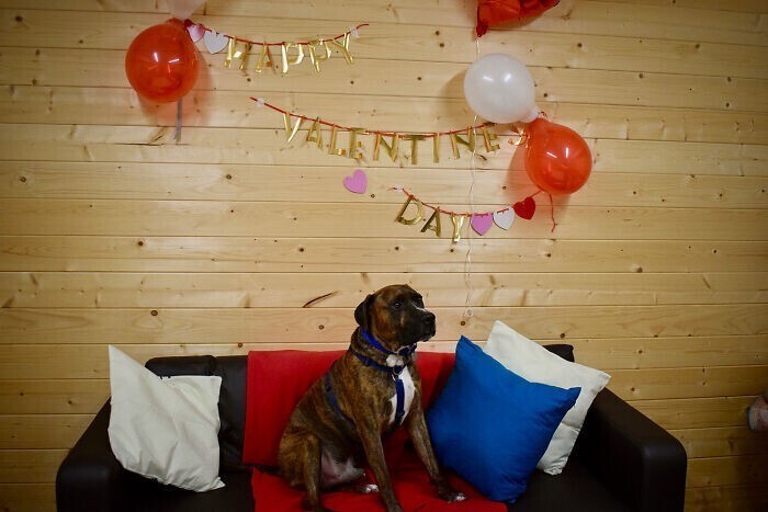 Для бездомного пса устроили вечеринку - но никто не пришел