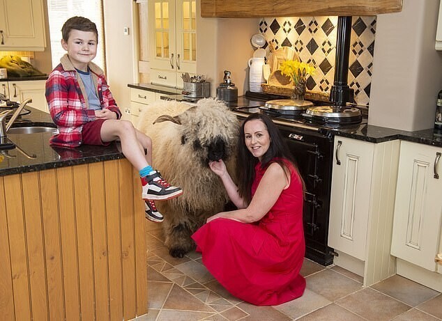 У британцев живет необычный любимец - валийский барашек