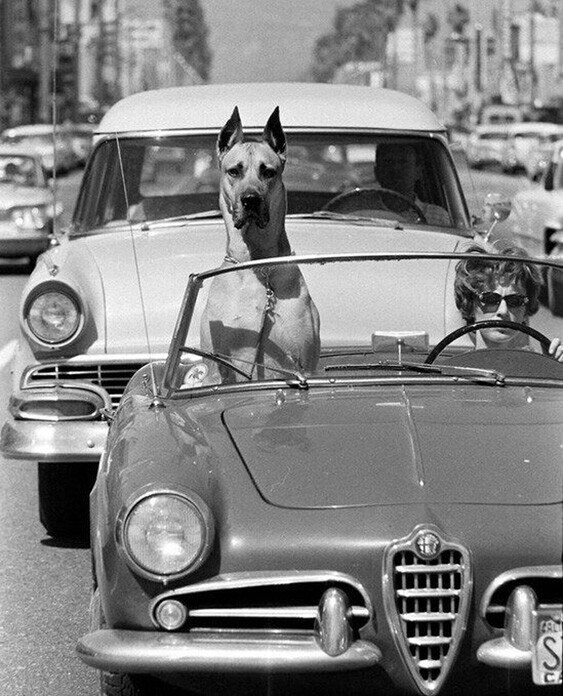 Датский дог рассекает по Голливуду, Калифорния, 1961 год
