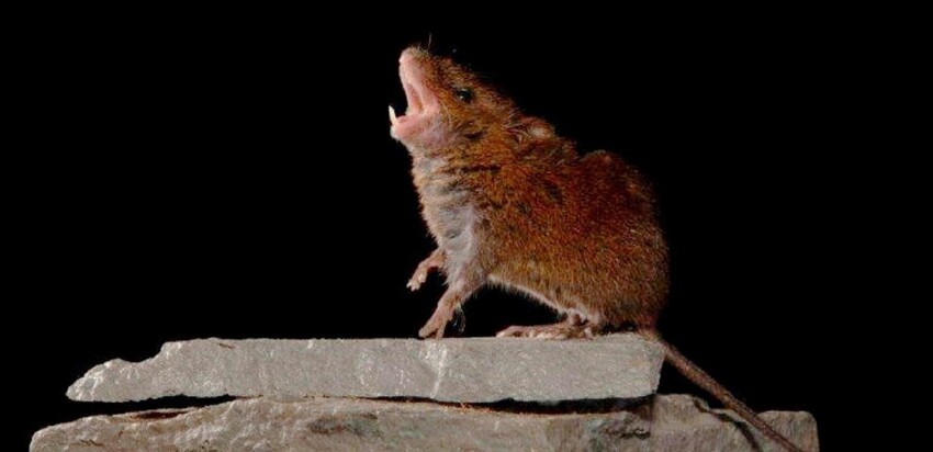 Мышь Алстона: Песни на все случаи жизни. Мелкий грызун выделил целый отдел мозга под пение, но зачем мышке всё время петь?